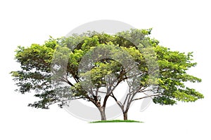 Samanea saman, Rain tree, isolated on White Background