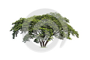 Samanea saman, Rain tree, isolated on White Background. tropical trees isolated used for design