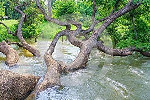 Samanea saman tree in river stream at autumn forest