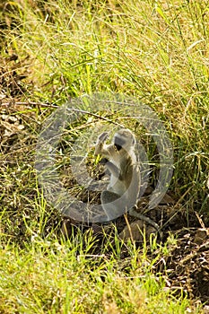 Samango (blue monkey) -3