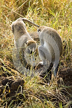 Samango (blue monkey) -4