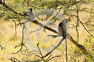 Samango (blue monkey) -6