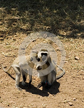 Samango (blue monkey) -7