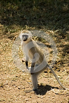 Samango (blue monkey) -8