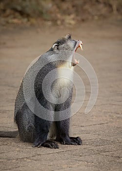 A Samango Monkey baring its huge canine teeth