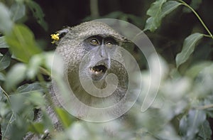 Samango Monkey, South Africa