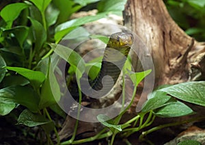 Samar cobra in the Dallas City Zoo in Texas.