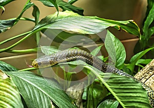 Samar cobra with forked tongue extended in the Dallas City Zoo in Texas.