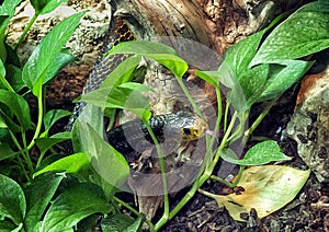 Samar cobra with forked tongue extended in the Dallas City Zoo in Texas.