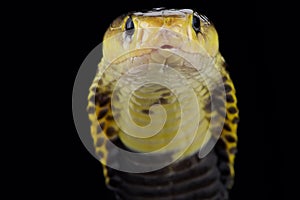 Samar spitting cobra Naja samarensis