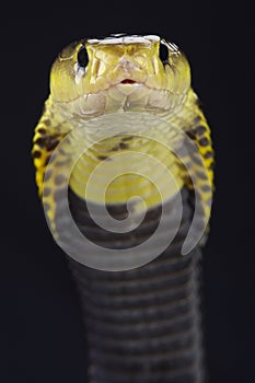 Samar spitting cobra (Naja samarensis) photo