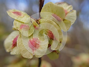 Samaras (winged fruits containing seeds) of a European Field Elm tree (Ulmus minor)