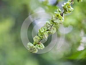 Samaras, winged fruits containing seeds of a European Field Elm tree, Ulmus minor. The elm blooms on a tall, deciduous tree that