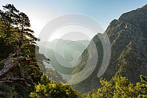 Samaria gorge forest in mountains pine fir trees green landscape background
