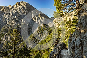 Samaria gorge forest in mountains pine fir trees green landscape background