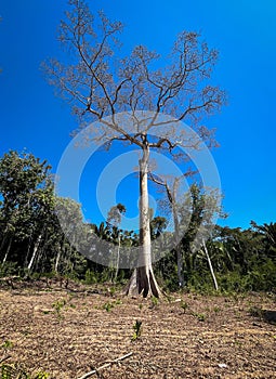 Samauma tree in the Brazilian Amazon