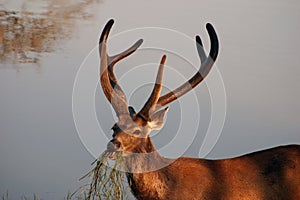 Sambah Deer Ranthambore
