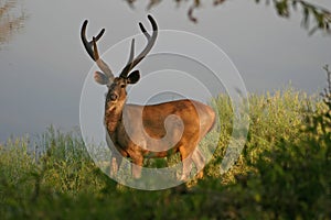 Sambah Deer, Ranthambore