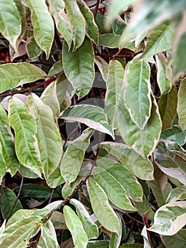 Sambang dara plant Latin Excoecaria cochinchinensis