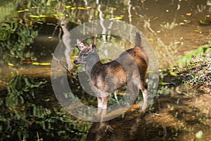 Sambar baby deer portrait