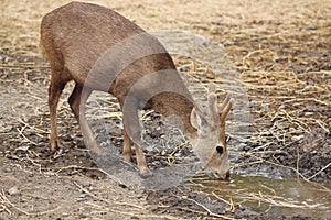 The sambar baby (Rusa unicolor)