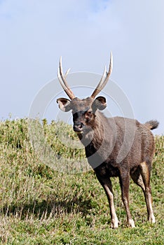 Sambar deer photo