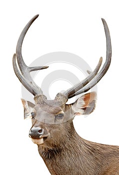 Sambar deer