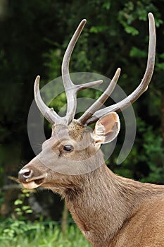 Sambar deer photo