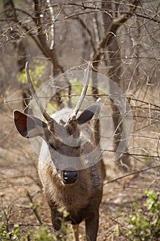 Sambar deer