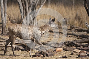 Sambar deer