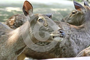 Sambar deer 2