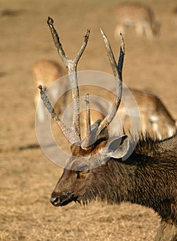 Sambar deer