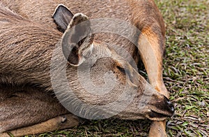 Sambar deer