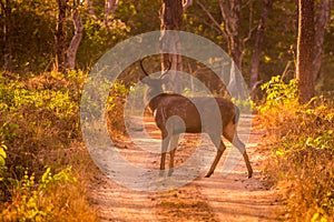 Sambar deer at bandipur forest area