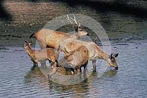 Sambar Deer, cervus unicolor, Male with its Harem