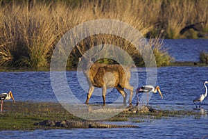 Sambar Deer with Crocodiles, Ranthambhore Tiger Reserve, Rajasthan, India