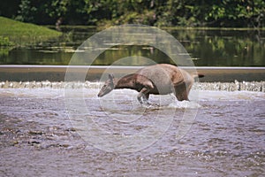 sambar deer crossing river in khaoyai national park thailand