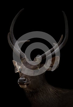 Sambar deer in the dark