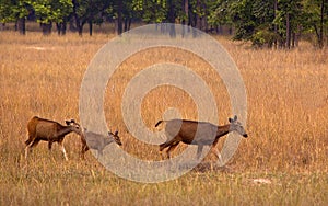 Sambar deer family