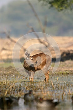 Sambar deer fawn in water photo