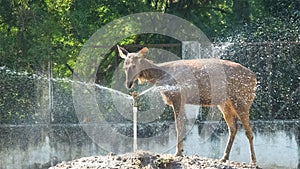 Sambar deer female taking shower from fountain