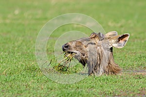 Sambar Deer foraging