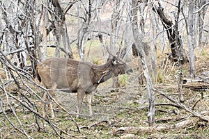 Sambar deer in the forest with a treepie clinging on to its neck.