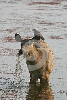 Sambar deer with heron photo