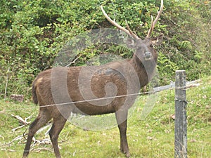 Sambar Deer Horton Plains in Sri Lanka