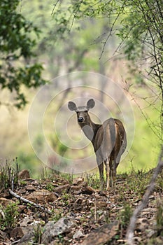 Sambar Deer looking back  at Tadoba Tiger reserve Maharashtra,India