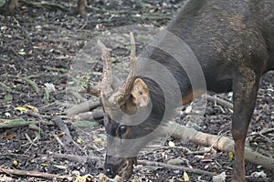 Sambar deer are looking for food