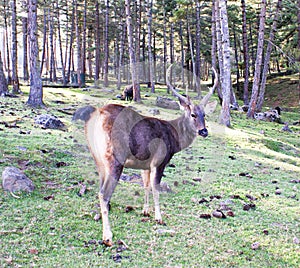 Sambar Deer at Motithang Takin Preserve, Thimphu, Bhutan.