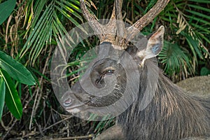 Sambar deer portrait