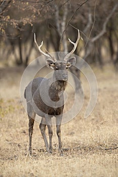 Sambar Deer Portrait,Ranthambhore National park,Rajasthan,India
